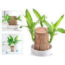 Planta Madeira Brasileira Sorte + Monge de Brinde
