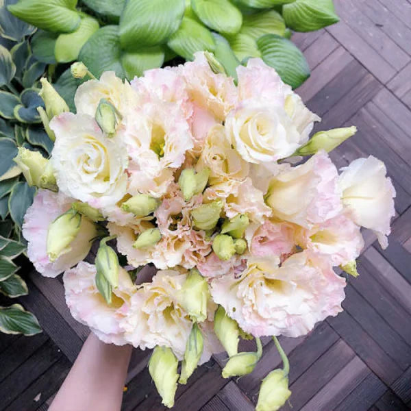 Eustoma Rosa Sem Espinhos💐Sementes de Lisanthus