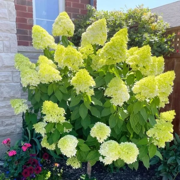 🌈Mix Hydrangea – Flores perenes lindas e resistentes para o seu jardim