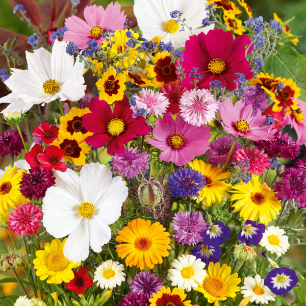 Sementes de Flores Perenes Misturadas - Mais de 12 tipos misturados
