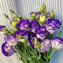 Eustoma Rosa Sem Espinhos💐Sementes de Lisanthus
