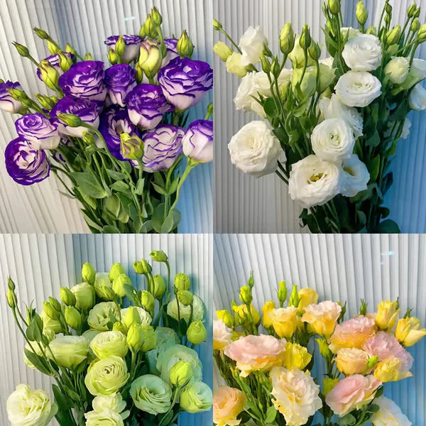 Eustoma Rosa Sem Espinhos💐Sementes de Lisanthus