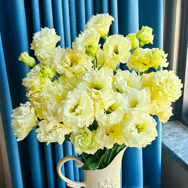 Eustoma Rosa Sem Espinhos💐Sementes de Lisanthus