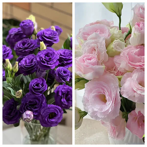 Eustoma Rosa Sem Espinhos💐Sementes de Lisanthus