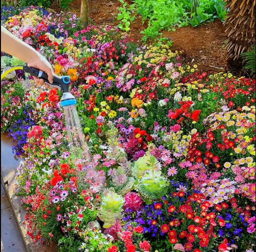Sementes de Flores Perenes Misturadas - Mais de 12 tipos misturados