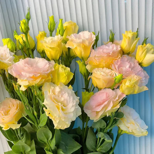 Eustoma Rosa Sem Espinhos💐Sementes de Lisanthus