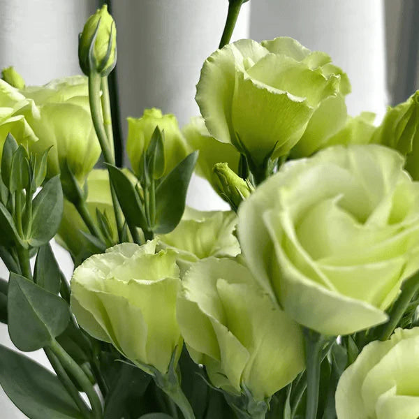 Eustoma Rosa Sem Espinhos💐Sementes de Lisanthus