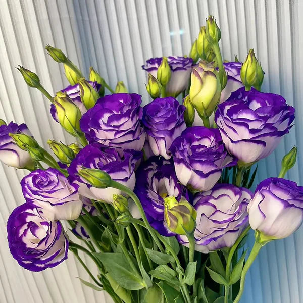 Eustoma Rosa Sem Espinhos💐Sementes de Lisanthus