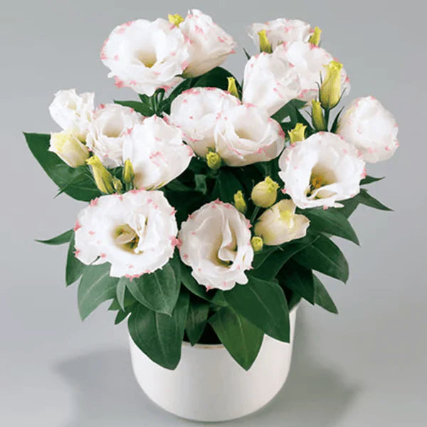 Eustoma Rosa Sem Espinhos💐Sementes de Lisanthus