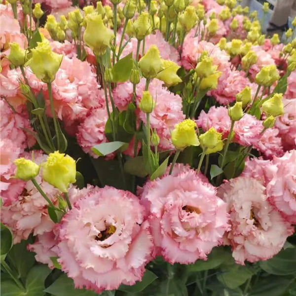 Eustoma Rosa Sem Espinhos💐Sementes de Lisanthus