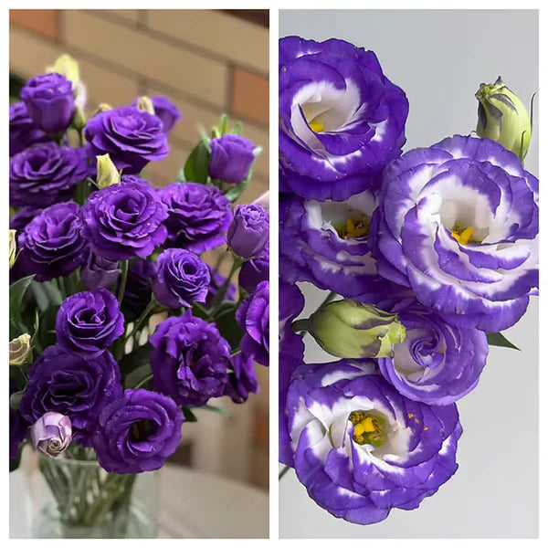 Eustoma Rosa Sem Espinhos💐Sementes de Lisanthus