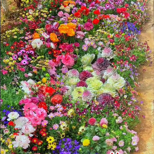 Sementes de Flores Perenes Misturadas - Mais de 12 tipos misturados