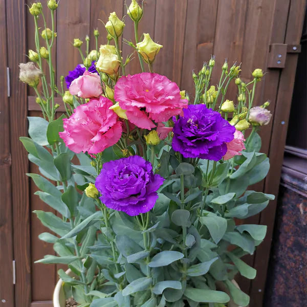 Eustoma Rosa Sem Espinhos💐Sementes de Lisanthus