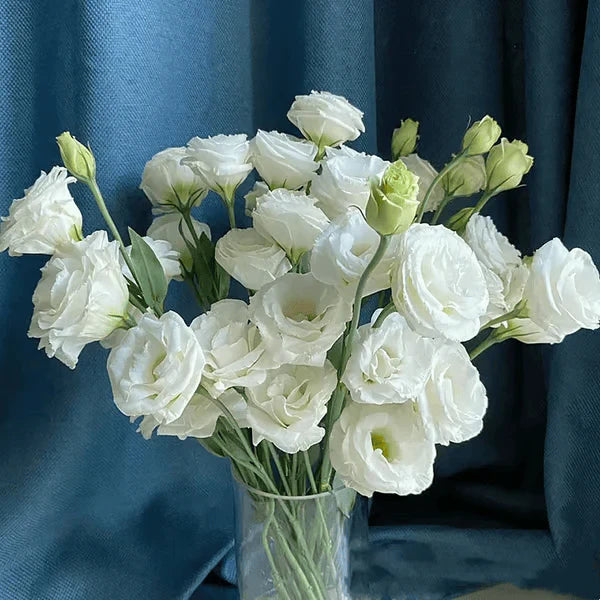 Eustoma Rosa Sem Espinhos💐Sementes de Lisanthus