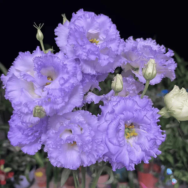 Eustoma Rosa Sem Espinhos💐Sementes de Lisanthus