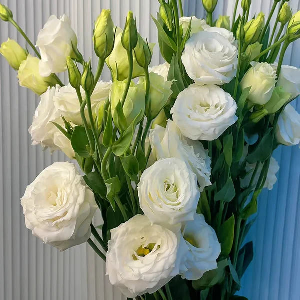 Eustoma Rosa Sem Espinhos💐Sementes de Lisanthus