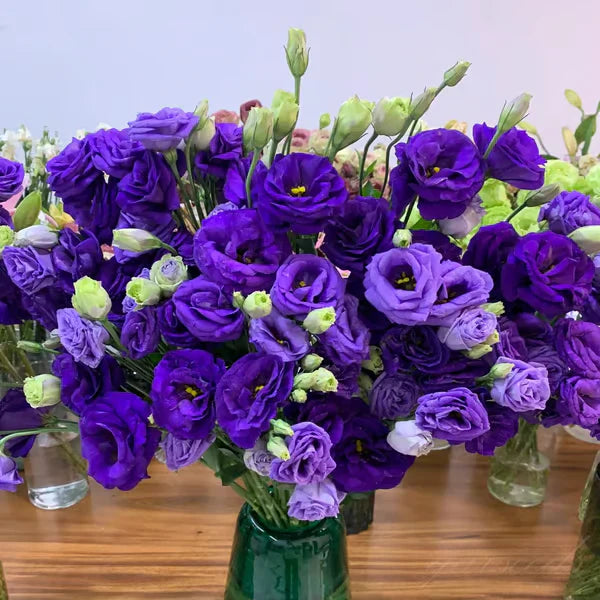 Eustoma Rosa Sem Espinhos💐Sementes de Lisanthus
